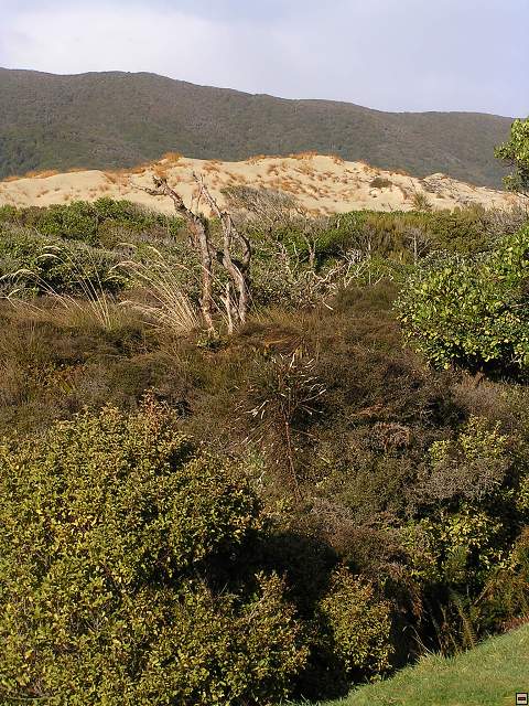 Steward Island 018.jpg